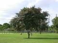 Satinleaf tree
